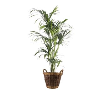 Kentia palm 1,8 m